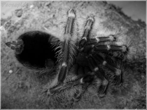 g.pulchripes