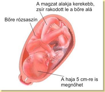 Terhesség és visszerek | visszér kialakulása és gyógymódja
