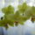 A_kedvenc_sargam_644224_47773_t