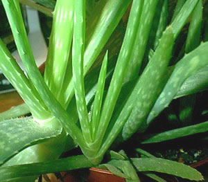 Aloe vera 1