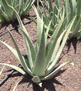 Aloe vera 3