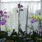 Az összes virágzó orchideám