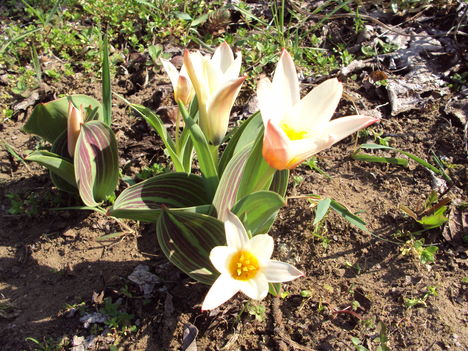 botanikai tulipán 2010