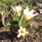 botanikai tulipán 2010