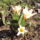 Botanikai_tulipan_2010_644834_34730_t