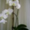 kedvenc fehér orhideám