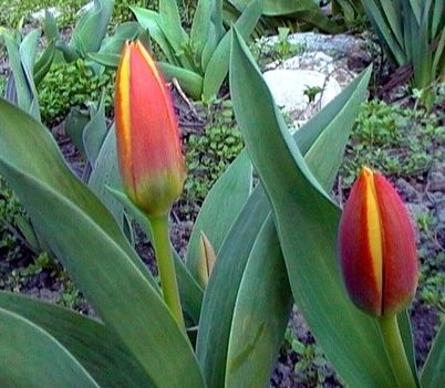 korai tulipán