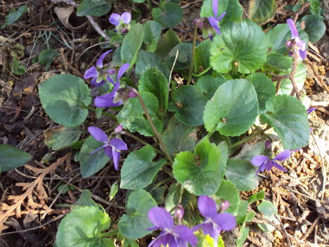 március2010 030