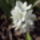 Marcius2010_040_644949_34769_t