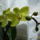 Mini_orchidea_644206_58865_t