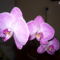 2010.03.26.orchidea 