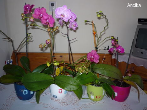 2010.03.26.orchideák