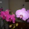 2010.03.26.orchideám