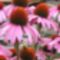 Echinacea purpurea ( kasvirág, bíbor kúpvirág)