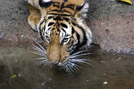 indochinese_tiger2