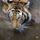 Indochinese_tiger2_646000_64540_t
