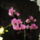 Lilam-001_646341_59526_t