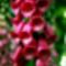 pirosgyuszuvirag (digitalis purpurea)