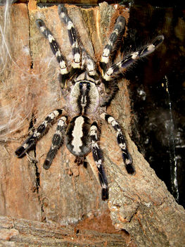 P.regalis