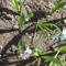 Puskin csillagvirág-Puschinia scilloides