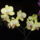 Sargam_646339_29299_t