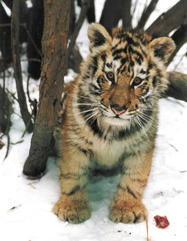 tiger_cub