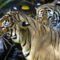 tiger_image5_feat