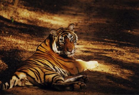 tigress