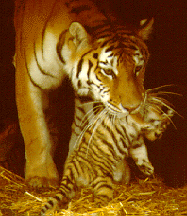 tigress_cubs