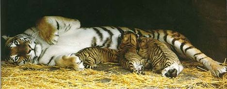 tigress_milk_cubs