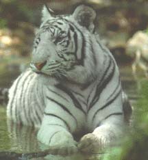 white_tiger2
