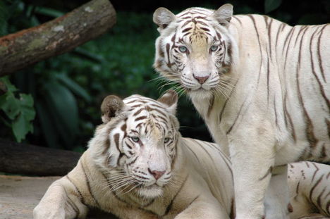 white_Tigers
