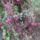 Erika_ami_megmaradt_belole_a_fele_es_a_feher_kifagyott_647650_48331_t