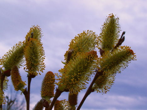 Kecskefűz - Salix caprea