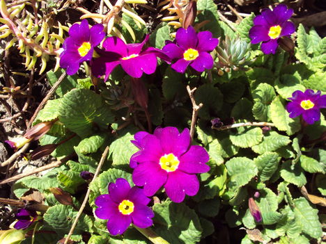 március , primula