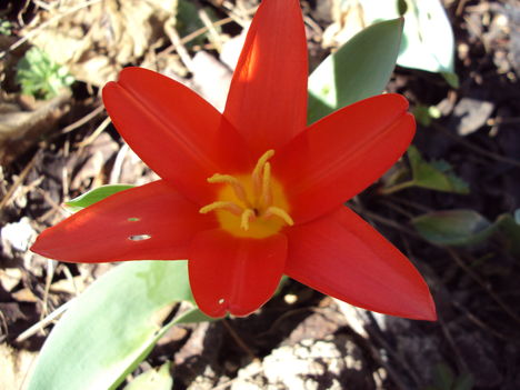 március,Tulipán