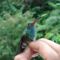 hummingmadár