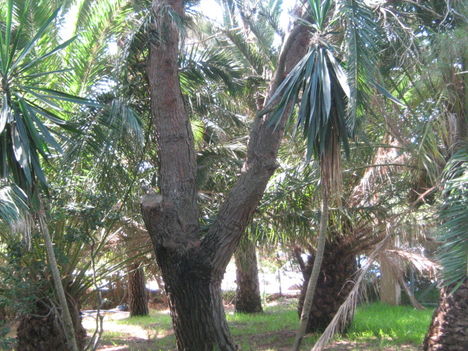 Park öreg fákkal, Agios Georgiosban