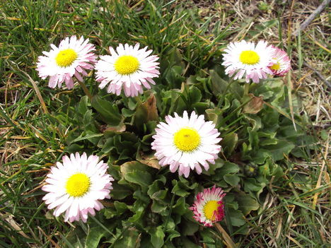 nyilnak már a tavasz virágai 5
