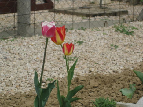Tulipánok 10