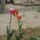 Tulipanok_10_604686_42680_t