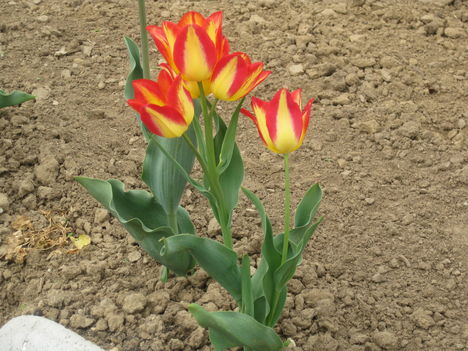 Tulipánok 4