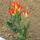 Tulipanok_4_604679_62232_t