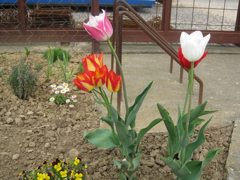 Tulipánok 6