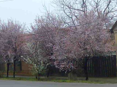 Virágzó Fák