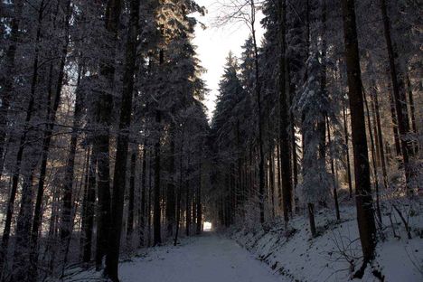 forest-winter-m7a