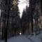 forest-winter-m7a