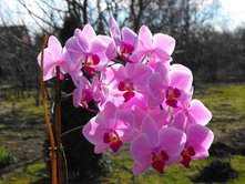 lila orchideám