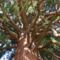 Sequoia sempervirens