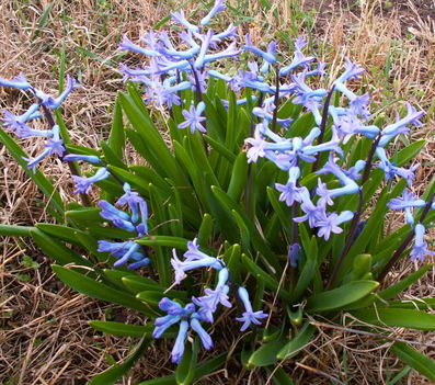 Kerti jácint - Hyacinthus orientalis